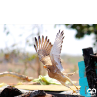 گونه سارگپه چشم سفید White-eyed Buzzard